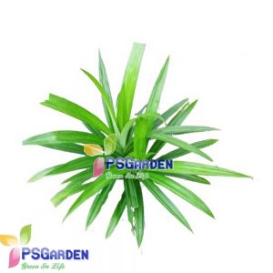 Pandan Leaf