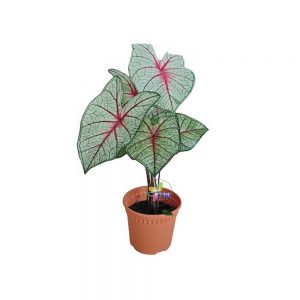 caladium