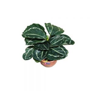 Calathea