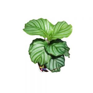 Calathea