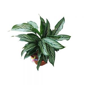 Calathea