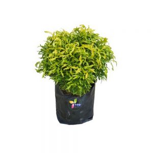 Euodia_Cultivar一桶金