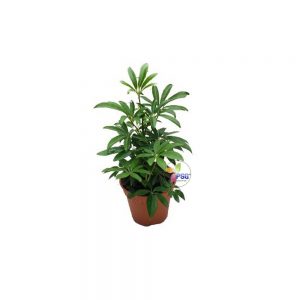 Schefflera